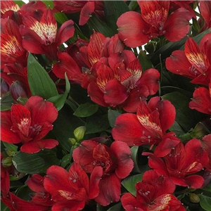 Alstroemeria Intichana 'Doba'